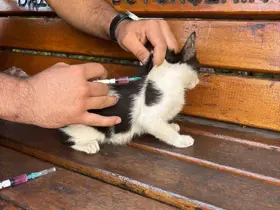 Hayvan dostu GKV’li öğrencilerden örnek davranış
