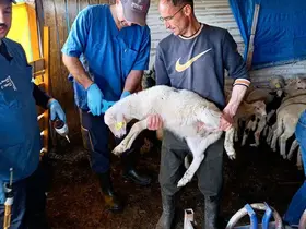 Hayvan sağlığının korunması amacıyla başlatılan çalışmalar sürüyor
