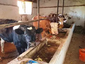 Hisarcık ilçesinde şap karantinası

