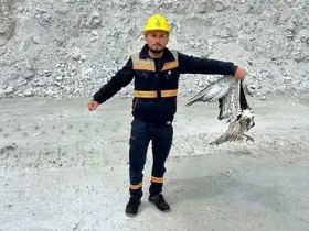 Hisarcık’ta maden sahasında bitkin halde bulunan balık kartalı tedavi altına alındı
