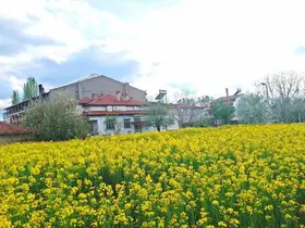 Hisarcık’ta sarıya boyanan kanola tarlaları görsel şölen sunuyor
