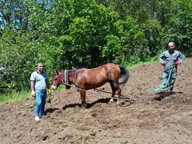 Hizan’da traktörün giremediği tarlalar karasabanla sürülüyor
