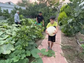 Hobi amaçlı ektiği 3 kök kabaktan 1 tonun üzerinde ürün aldı
