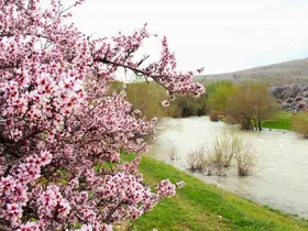 Hurman Çayı çevresinde yabani bademler pembe çiçek açtı

