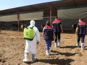 Iğdır’da hayvan sağlığı için aşılama ve dezenfeksiyon seferberliği
