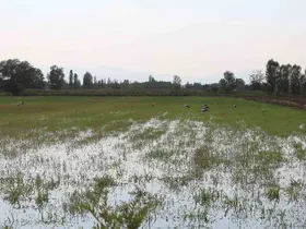 Iğdır’da leyleklerin böcek avı kamerada

