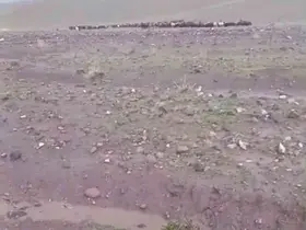 Iğdır’da sağanak ve dolu sonrası sel: Hayvanlar son anda kurtarıldı
