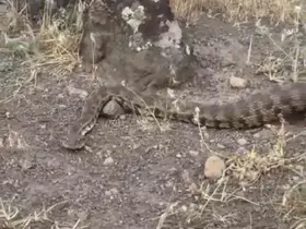 Iğdır’da yerleşim alanına giren koca engerek doğaya salındı
