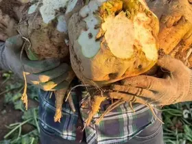 Ilgın’da Verimli Pancar Sezonu