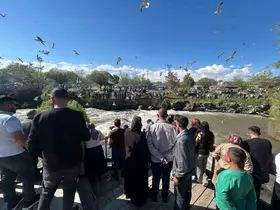 İnci kefalinin zorlu göç yolculuğu ziyaretçileri hayran bırakıyor
