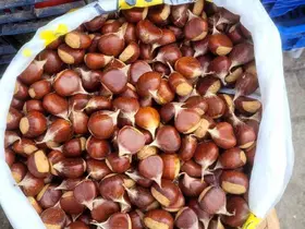 İnebolu’da kestane pazara indi: Kilogramı 400 liradan satılıyor

