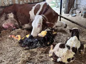 İneği ikiz doğuran vatandaş büyük sevinç yaşadı

