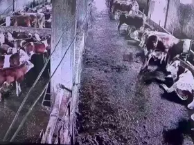 İnsanların hissetmediği depremi inekler hissetti
