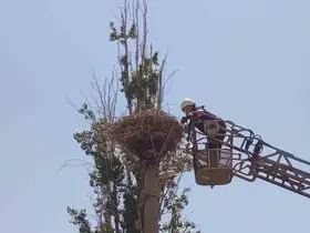 İpe dolanan leyleğin yardımına itfaiye yetişti
