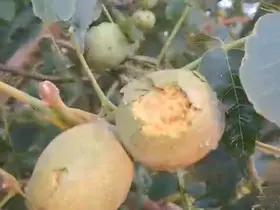 İpsala’da dolu yağışı 500 dekarlık ceviz bahçesinde hasar oluşturdu
