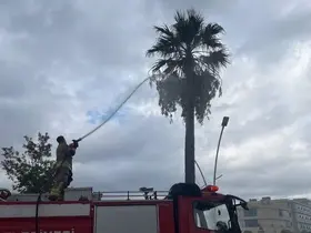 İskenderun’da yıldırımın isabet ettiği ağaç yandı
