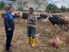 İslahiye’de kaybolan 17 büyükbaş, kulak küpelerinden sahibi tespit edilerek teslim edildi
