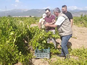 İslahiye’de üzüm hasadı başladı
