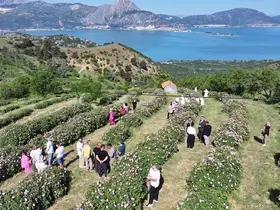 Isparta’da festival coşkusu devam ediyor: Eğirdir Gölü manzarasıyla gül topladılar
