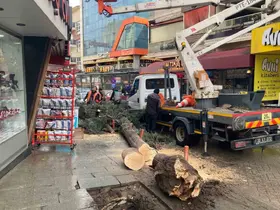 Isparta’da fırtına ağacı kökünden söktü
