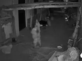 İspir’de ayı kabusu
