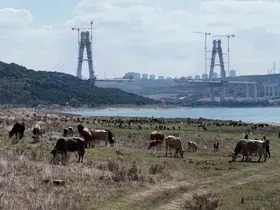 İstanbul Barajlarında kuraklık tehlikesi: Doluluk oranları yüzde 48 seviyesine geriledi
