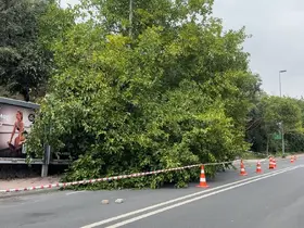İstanbul’da yağış sonrası ağaçlar devrildi, rögarlar taştı

