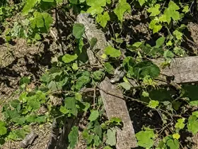 İtfaiyenin iguana mesaisi
