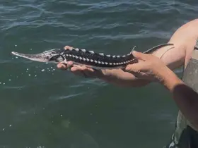 İzmit Körfezi’nde ağlara takılan mersin balığı yeniden denize salındı
