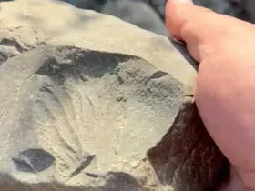 İznik Gölü kıyısında 70 milyon yıllık fosil bulundu
