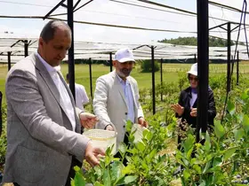 İznik’te yaban mersini hasadı başladı
