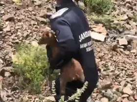 JAK dalgıçları sarp yamaçta mahsur kalan yavru keçiyi kurtardı
