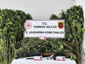 Jandarma tarlada ekili 756 kök kenevir ele geçirdi
