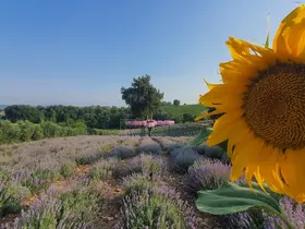 Kadirli’de lavanta festivali heyecanı
