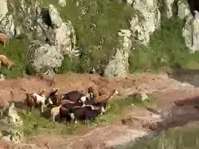 Kağızman’da sele kapılan 5 büyükbaş hayvan telef oldu
