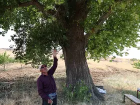 Kahramanmaraş’ta 300 yıllık kavak ağacı
