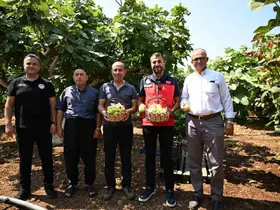 Kahramanmaraş’ta Abbas inciri hasadı
