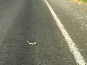 Kahramanmaraş’ta bukalemuna yol veren sürücü güldürdü
