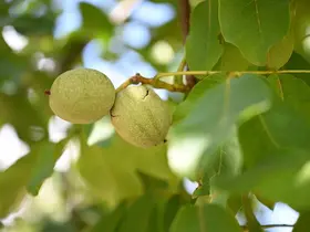 Kahramanmaraş’ta ceviz hasadı
