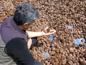 Kahramanmaraş’ta kızılçam tohumları sahaya hazırlanıyor
