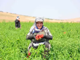 Kahramanmaraş’ta salçalık biber hasadı başladı

