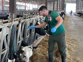 Kahramanmaraş’ta sonbahar dönemi şap aşılama kampanyası başladı
