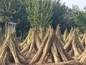 Kahramanmaraş’ta susam hasadı başladı
