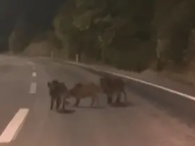 Kahramanmaraş’ta yolda domuz sürüsü

