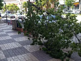 Kahta’da şiddetli rüzgar ağacı devirdi
