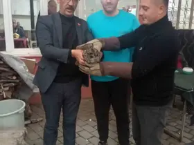 Kahvehane camına çarpan baykuş rehabilitasyona alındı
