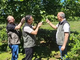 Kahverengi kokarca ile mücadelede 11 bin samuray arıcığı salındı

