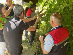 Kahverengi kokarca ile mücadelede samuray arıcıkları doğaya salındı
