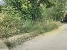 Kaldırımları otlar kaplayınca vatandaşların yılan korkusu başladı
