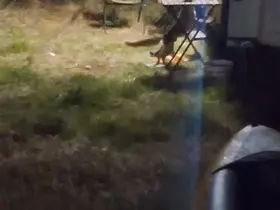 Kamp alanına giren hırsız tilki kameraya yakalandı
